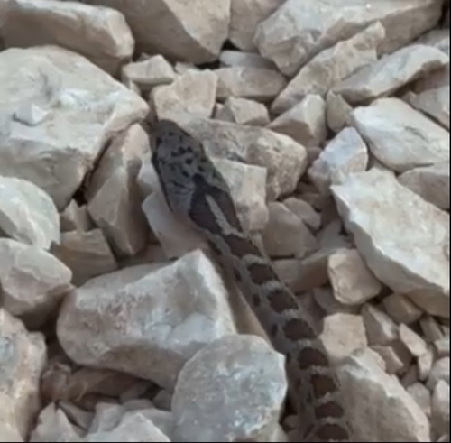 Caucasian Ratsnake