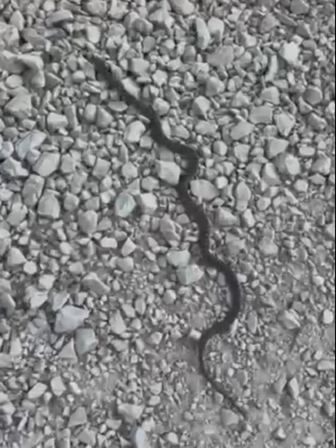 Caucasian Ratsnake