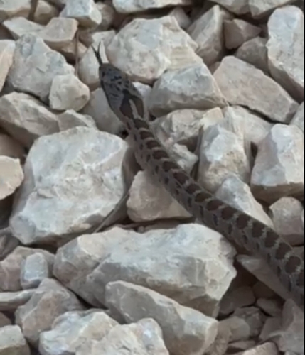 Caucasian Ratsnake
