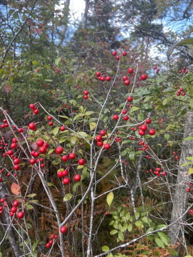 Image of Ilex collina by no rights reserved