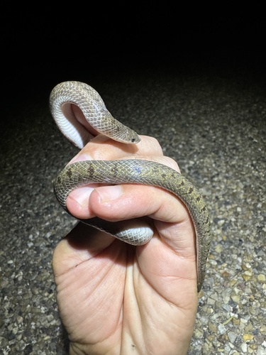 Photo of a Mexican Hooknose Snake (Ficimia streckeri)