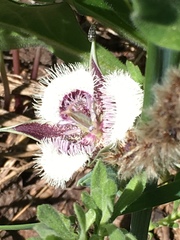 Calochortus elegans