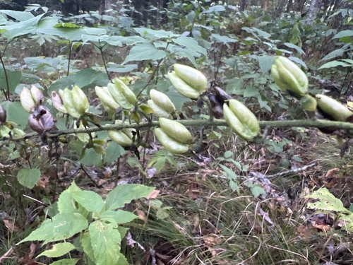 Image of Appalachian bunchflower by no rights reserved