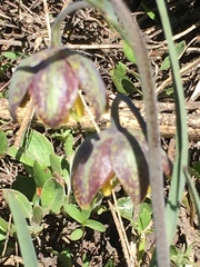 Fritillaria