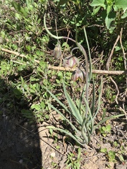 Fritillaria