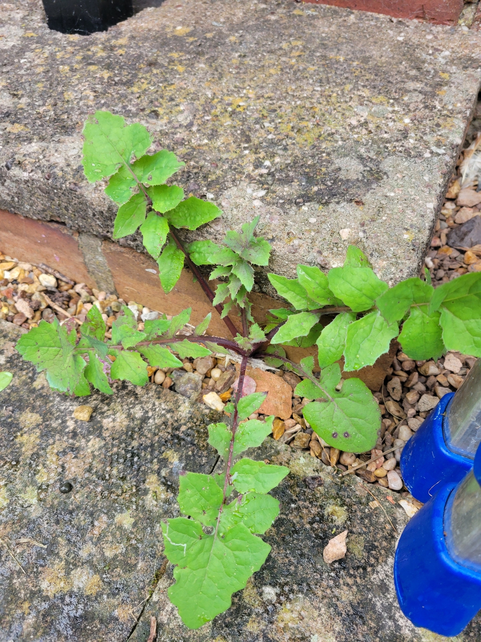 Sonchus oleraceus — photo 2