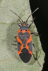 Lygaeus kalmii angustomarginatus