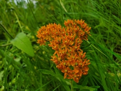 Asclepias tuberosa