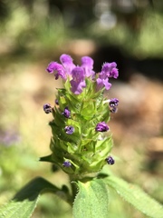 Prunella vulgaris
