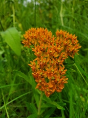 Asclepias tuberosa