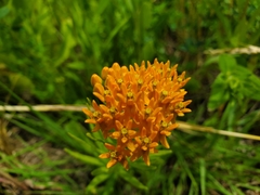 Asclepias tuberosa