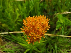 Asclepias tuberosa