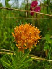 Asclepias tuberosa