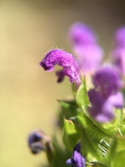 Prunella vulgaris
