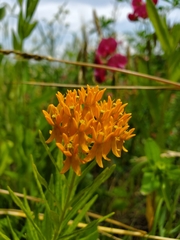 Asclepias tuberosa