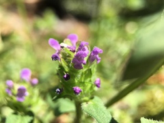 Prunella vulgaris