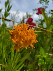 Asclepias tuberosa