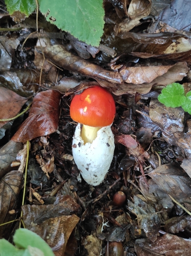 Amanita caesarea — (c) Umut Nuri Erdoğan, some rights reserved (CC BY)