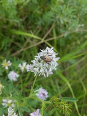 Strigoderma arbicola