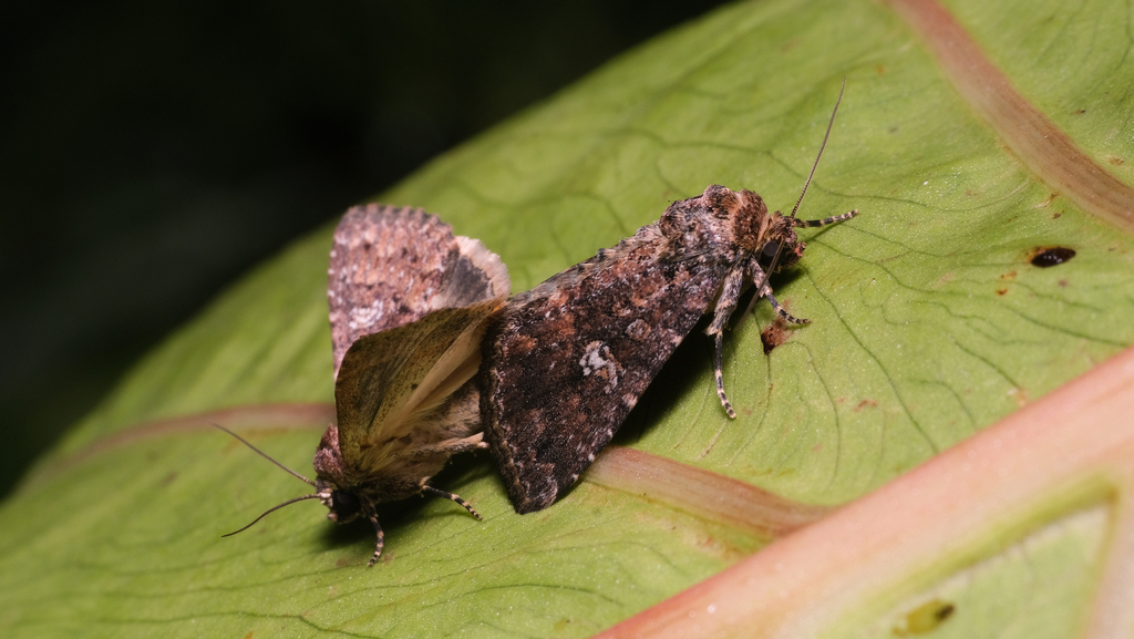 Cutworm (Condica illecta)