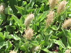 Salix petrophila