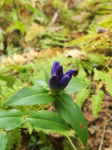 Image of Gentiana clausa by (c) Dillon James Dalton, some rights reserved (CC BY)