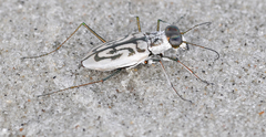 Habroscelimorpha dorsalis