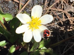 Coccinella monticola