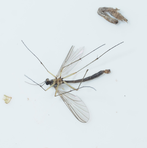 Boletina trivittata