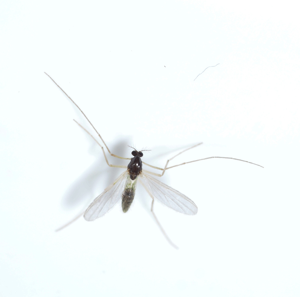 Phaenopsectra punctipes