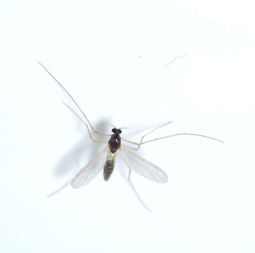 Phaenopsectra punctipes