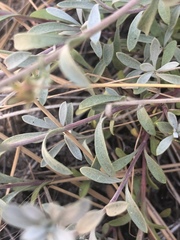 Penstemon californicus
