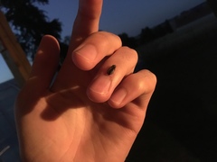 Lamprohiza splendidula