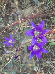 Brodiaea elegans