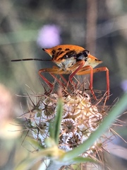 Carpocoris mediterraneus atlanticus