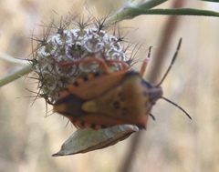 Carpocoris mediterraneus atlanticus