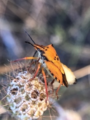 Carpocoris mediterraneus atlanticus