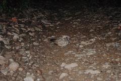 Antrostomus arizonae