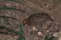 Odontophorus gujanensis