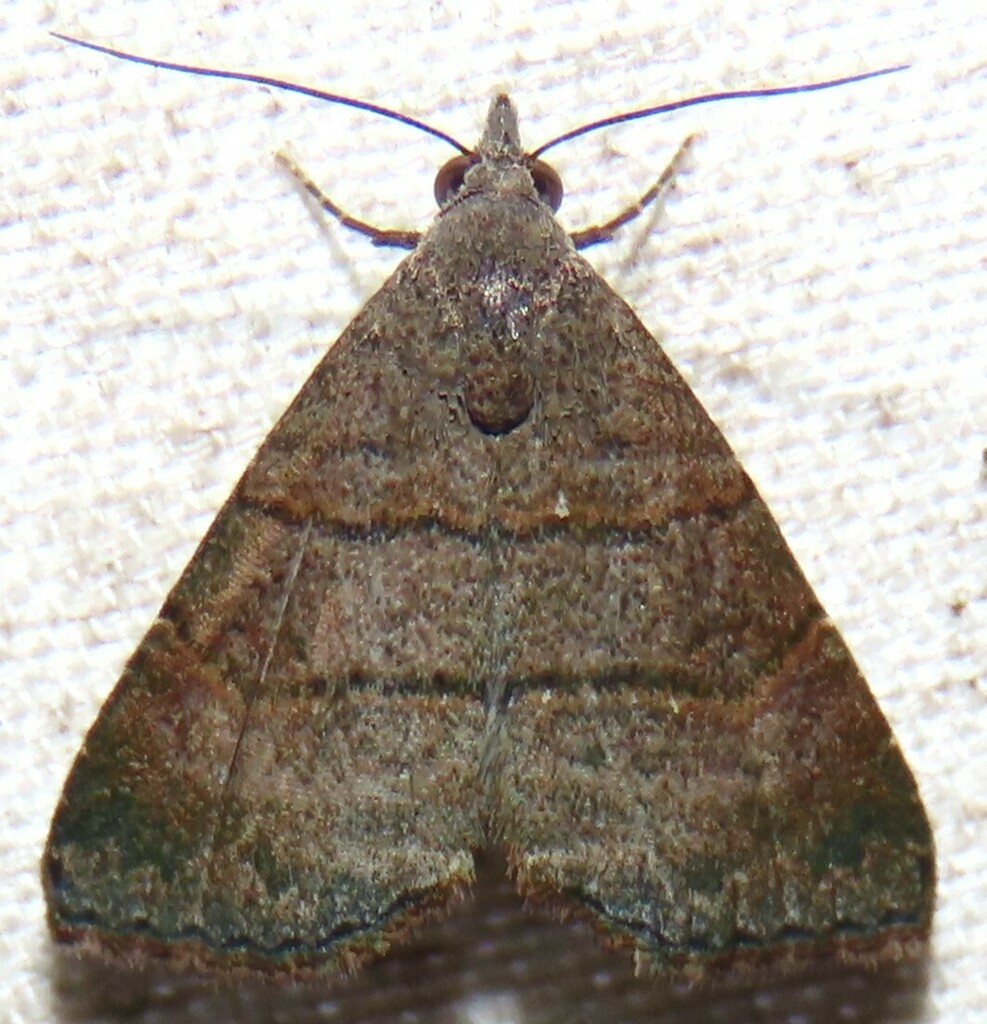 Double-lined Brown Moth