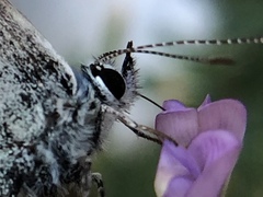Polyommatus icarus