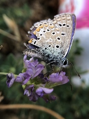 Polyommatus icarus