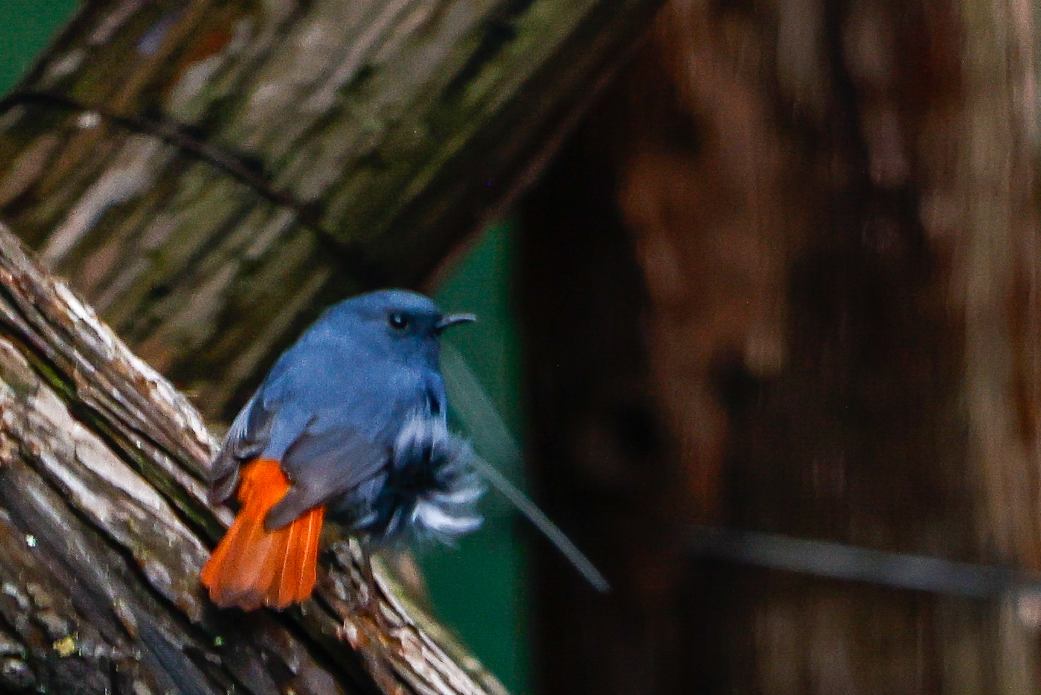 Plumbeous Water Redstart