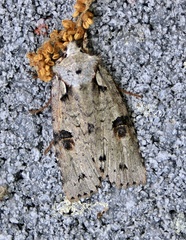 Lithophane querquera