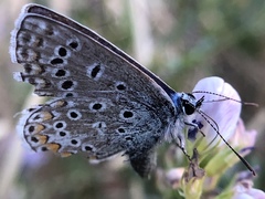 Polyommatus icarus