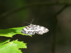Rheumaptera hastata