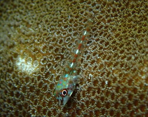 Similar triplefin (Enneapterygius similis) — Tripterygiidae — 2