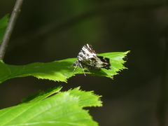 Rheumaptera hastata
