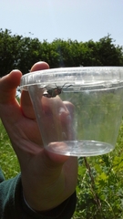 Zygaena lonicerae