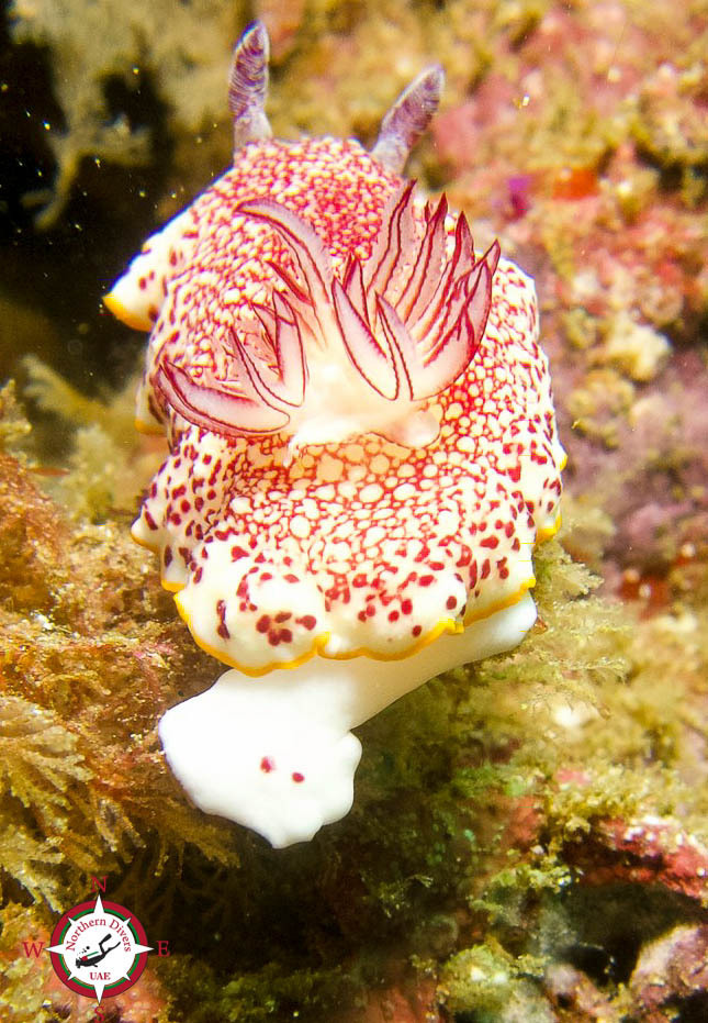 Red-netted Goniobranch